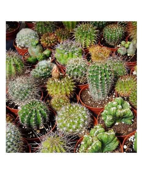 Diy Store Mix Varieties Fresh Cactus Seeds (0048)