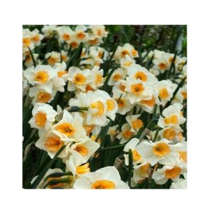 Husmah Beautiful Narcissus Flower Balcony Plant Seeds White Yellow Shade