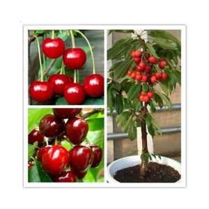 Husmah Rare Japanese Cherry Seeds