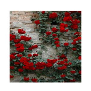 Husmah Rare Climbing Rose Seeds - Red