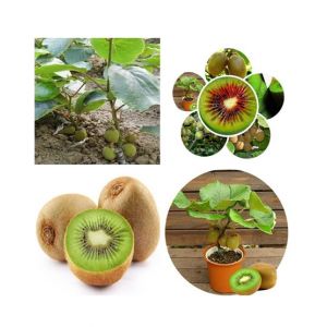 Husmah Thailand Mini Kiwi Fruit Seeds Imported