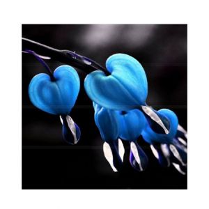 Husmah Bleeding Heart Flower Seeds Blue