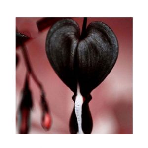 Husmah Bleeding Heart Flower Seeds Black