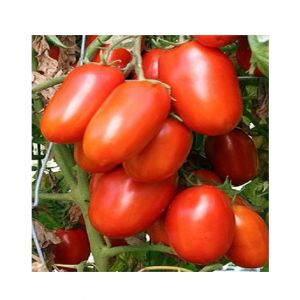 HusMah Hybrid Tomato Seeds- 25kg Production per Plant