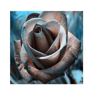 HusMah Rare Black Design Rose Imported Seeds