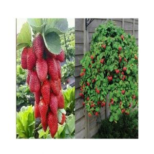 HusMah Red Climbing Strawberry Seeds- 4 Season