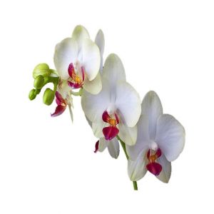 HusMah Bonsai Phalaenopsis Seeds White Centrally Red