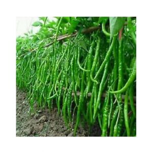 HusMah Long Hot Pepper Seeds