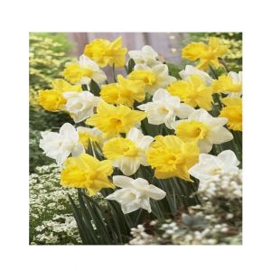 HusMah Beautiful Narcissus Flower Balcony Plant Seeds-Yellow White Mix