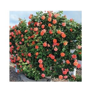 HusMah Rare Climbing Rose Seeds - Orange