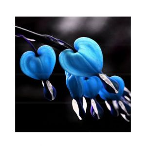 HusMah Bleeding Heart Flower Seeds Dicentra Spectabilis Blue