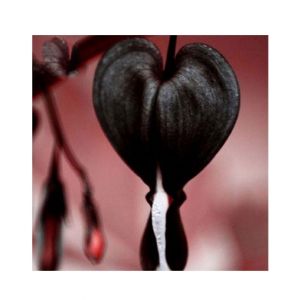 HusMah Bleeding Heart Flower Seeds Dicentra Spectabilis Black