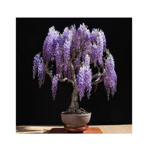 HusMah Unique Bonsai Purple Wisteria Tree Seeds