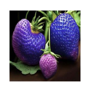 HusMah Big Giant Blue Strawberry Seeds-Four Season