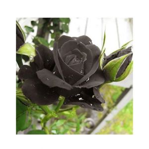 HusMah Rare Black Rose Imported Seeds