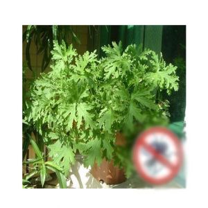 HusMah Mosquito Repelling Grass Mozzie Buster Sweetgrass Seeds