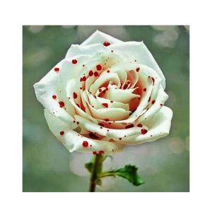HusMah Blood Dotted White Rose Seeds