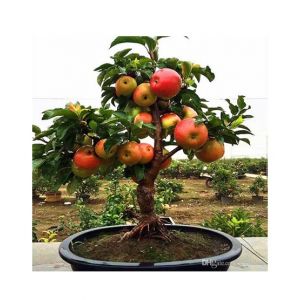 HusMah Dwarf Apple Tree Seeds