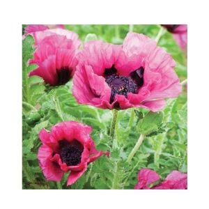 HusMah Beautiful Bonsai Poppy Seeds- Pink