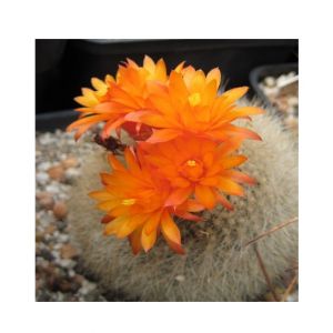 HusMah Bonsai Notocactus Graessneri Cactus Flower Seed- Orange