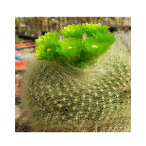 HusMah Bonsai Notocactus Graessneri Cactus Flower Seed- Green