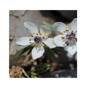 HusMah Rare Eranthis Flower Seeds- White