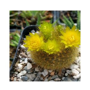 HusMah Bonsai Notocactus Graessneri Cactus Flower Seed- Yellow