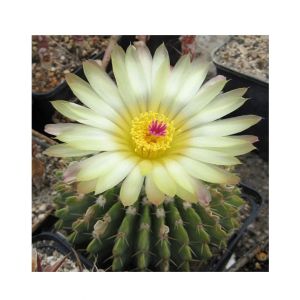 HusMah Bonsai Notocactus Graessneri Cactus Flower Seed- White