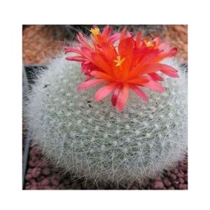 HusMah Bonsai Notocactus Graessneri Cactus Flower Seed- Red