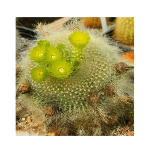 HusMah Bonsai Notocactus Graessneri Cactus Flower Seed- Parrot Green