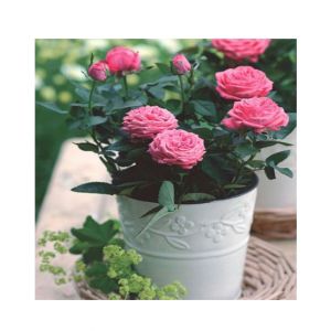 HusMah Bonsai Miniature Rose Seeds- Pink
