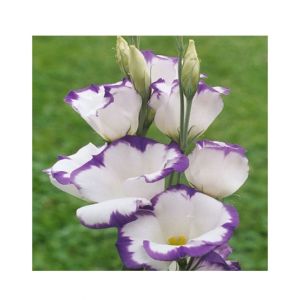 HusMah Bonsai Rare Eustoma Seeds- White Purple
