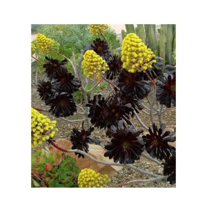 HusMah World'S Rare Black Aeonium Arboreum Stones Flowers Seeds