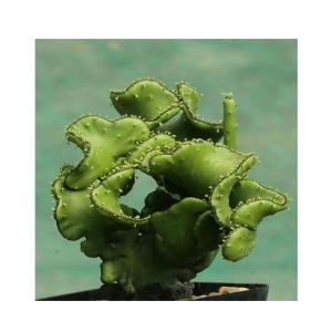 HusMah Rare Succulent Euphorbia Oncoclada Seeds