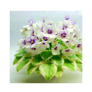 HusMah Bonsai Matthiola Incana Seed- White Purple