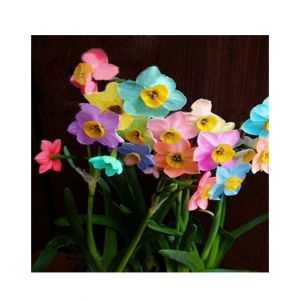 HusMah Rainbow Daffodils Perennial Flowering Plants Seeds-Absorption Radiation