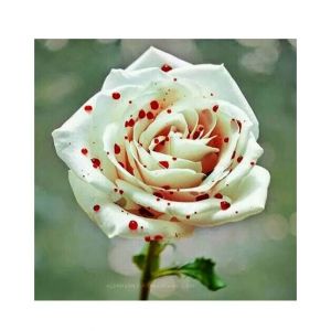 HusMah Red Dotted White Rose Seeds