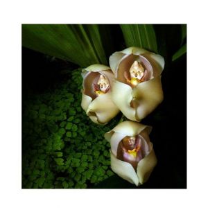 HusMah Anguloa Clowesii Tulips Orchids Seed