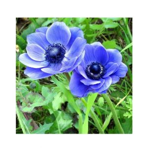 HusMah Beautiful Bonsai Poppy Seeds- Blue