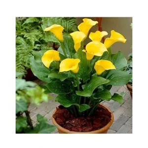 HusMah Rare Calla Lily Seeds- Yellow