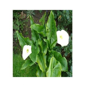 HusMah Rare Calla Lily Seeds- White