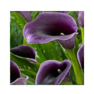HusMah Rare Calla Lily Seed- Purple