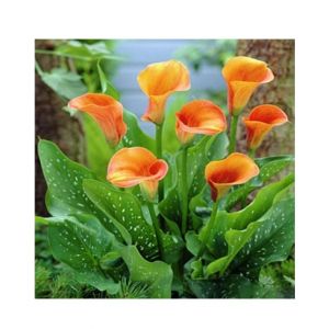 HusMah Rare Calla Lily Seed- Orange