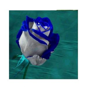 HusMah Holland Rare White & Blue Rose Imported Seeds