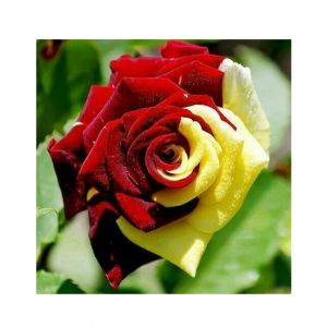 HusMah Red & Yellow Rose Seeds