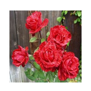 Husmah Red Metro Shower Rose Seeds