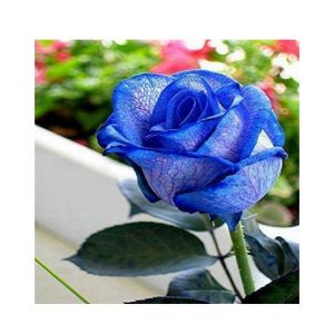 Husmah Blue Veins Rose Seeds