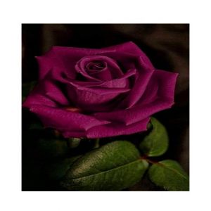 Husmah Purple Rose Seeds