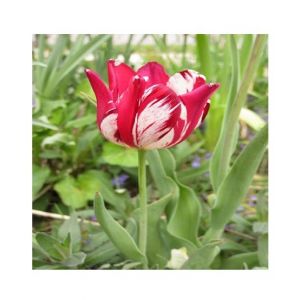 Husmah Armenia Tulip Flower Seeds