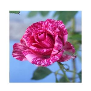 Husmah Pink Dragon Rose Seeds